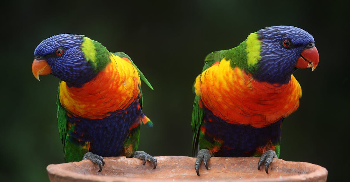 découvrez notre gamme de mangeoires pour oiseaux, idéales pour attirer la beauté aviaire dans votre jardin. offrez un abri confortable et une alimentation nutritive à vos amis à plumes tout en profitant d'une expérience de nature enrichissante.