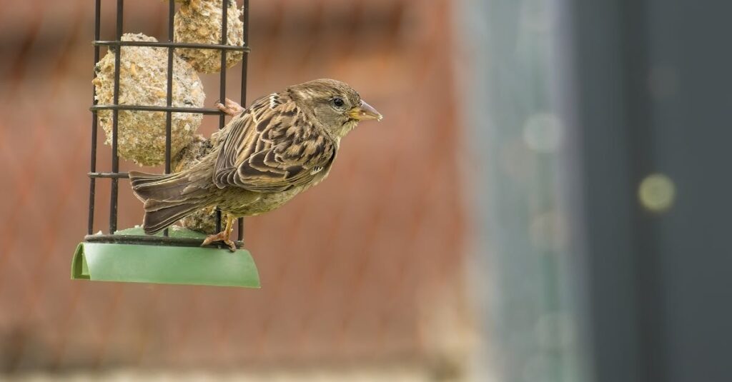 découvrez notre large sélection de mangeoires pour oiseaux, conçues pour attirer une variété d'espèces tout en embellissant votre jardin. profitez d'une expérience d'observation des oiseaux inoubliable avec nos produits de qualité, faciles à utiliser et à entretenir.