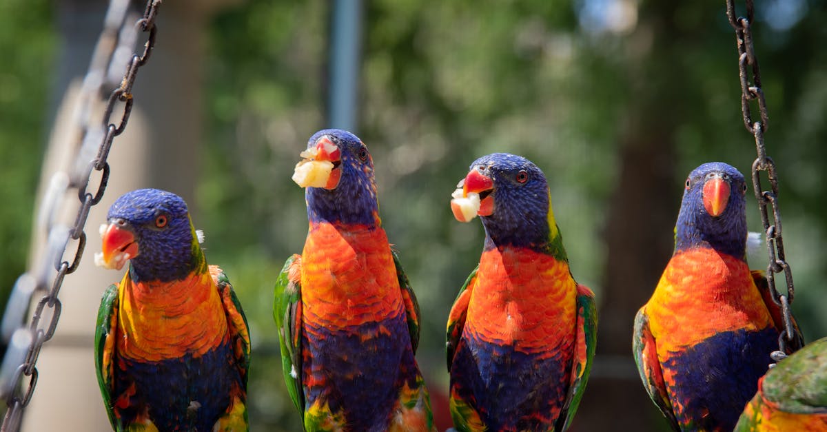 découvrez notre sélection de mangeoires pour oiseaux, parfaites pour attirer une variété d'espèces dans votre jardin. profitez de moments uniques d'observation tout en contribuant à la protection des oiseaux!
