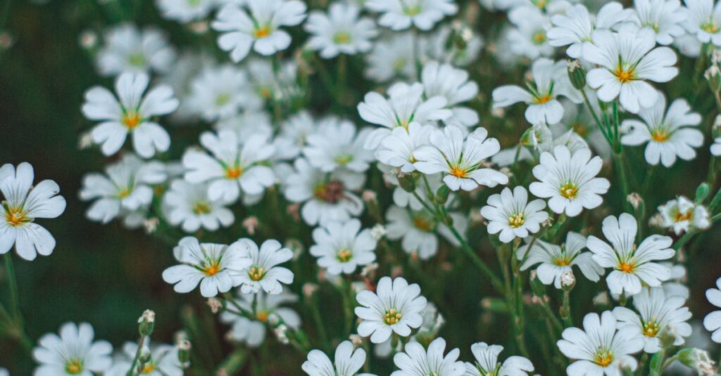 découvrez nos magnifiques bordures de jardin qui mettent en valeur vos espaces extérieurs. avec une variété de styles et de matériaux, créez des délimitations élégantes et fonctionnelles pour vos massifs de fleurs, allées et potagers. transformez votre jardin en un véritable havre de paix !