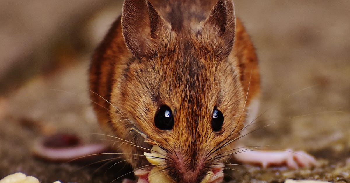 découvrez tout ce que vous devez savoir sur les souris : leurs espèces, comportements, habitats, et conseils d'entretien pour en faire de précieux animaux de compagnie ou des sujets d'étude fascinants.