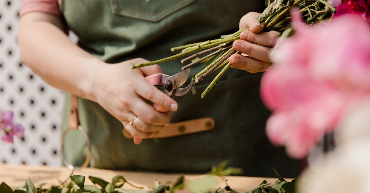découvrez l'art de la taille des plantes : apprenez les techniques essentielles pour promouvoir la croissance saine de vos arbres, arbustes et jardins. conseils pratiques et astuces pour un entretien optimal.