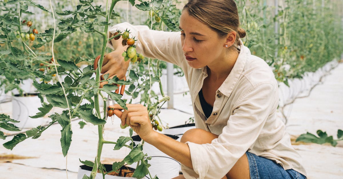 découvrez l'art de l'élagage : techniques essentielles pour entretenir vos plantes, arbustes et arbres, favoriser leur croissance et améliorer leur santé. apprenez à maîtriser cette pratique pour un jardin luxuriant et harmonieux.