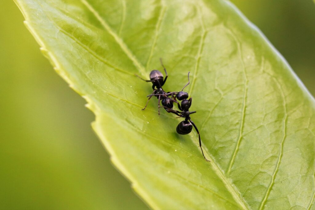 Image principale pour Comprendre la présence des fourmis dans votre maison : un symbole ou un message ?