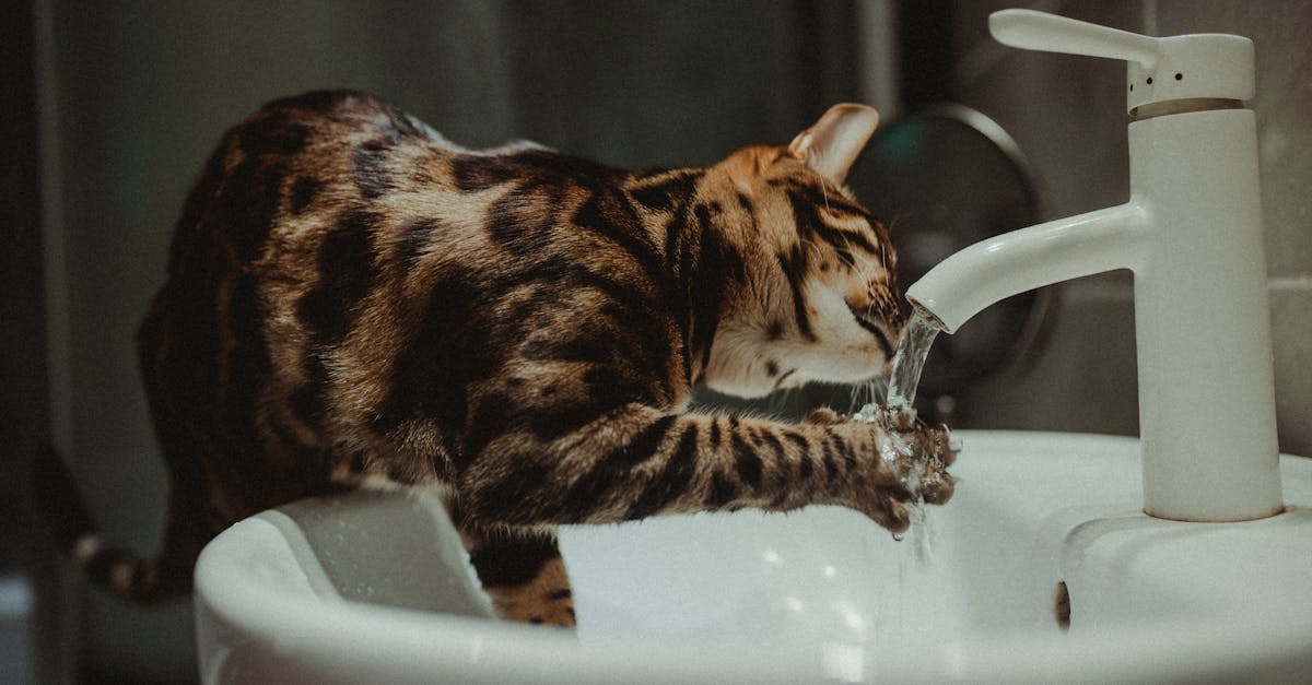 découvrez l'importance de la consommation d'eau, ses enjeux environnementaux et des conseils pratiques pour réduire votre empreinte hydrique. informez-vous sur les meilleures pratiques pour une utilisation responsable de cette ressource précieuse.
