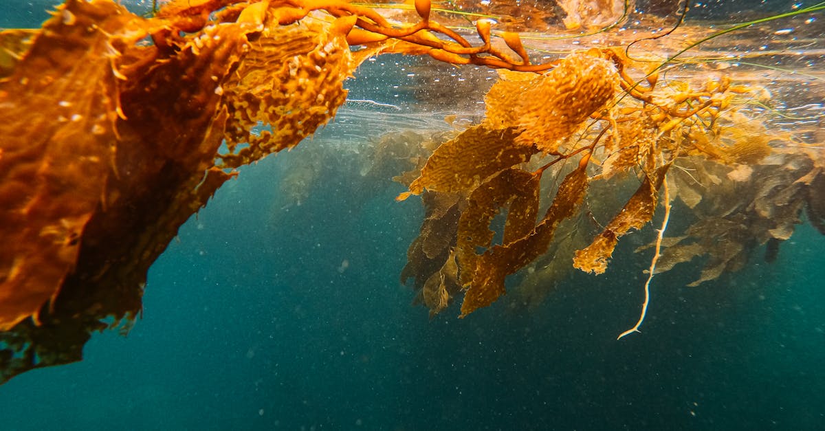 découvrez des solutions efficaces pour l'élimination des algues et l'entretien de vos espaces aquatiques. profitez d'un environnement propre et sain grâce à nos conseils et produits adaptés à tous vos besoins.