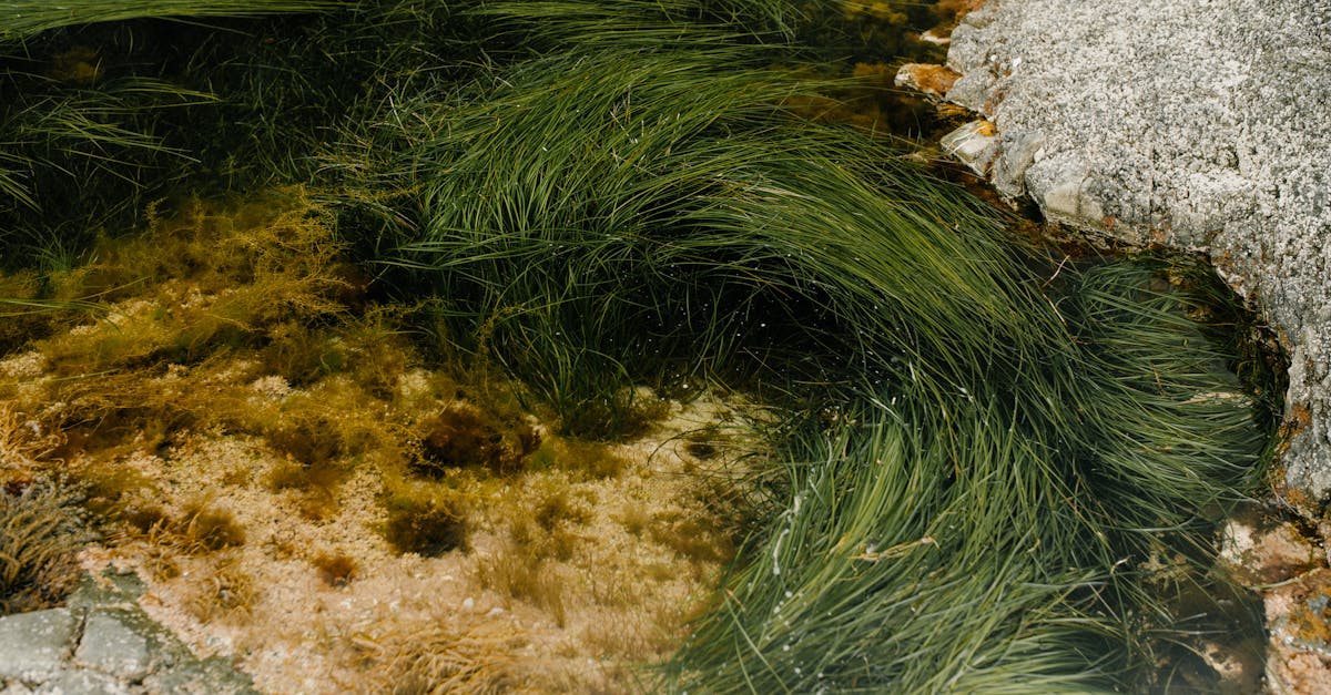 découvrez nos solutions efficaces pour l'élimination des algues. protégez votre espace aquatique et améliorez la qualité de l'eau avec nos méthodes écologiques et performantes. apprenez comment maintenir un environnement sain et esthétique grâce à notre expertise en traitement des algues.