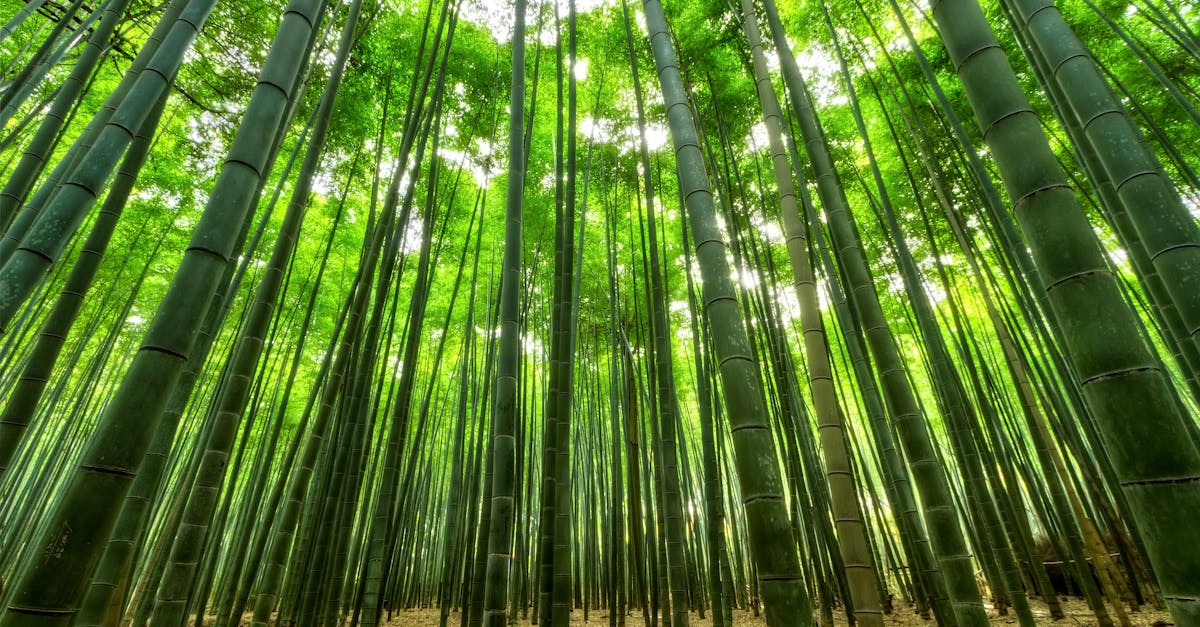 découvrez l'univers fascinant du bambou : ses multiples usages, ses avantages écologiques, et comment il peut transformer votre espace de vie avec élégance et durabilité.
