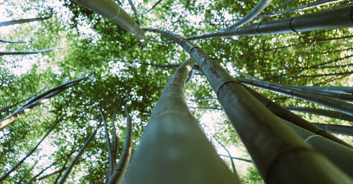 découvrez tout sur le bamboo, cette plante durable et polyvalente, idéale pour des usages variés tels que la construction, la décoration et l'écologie. explorez ses avantages, ses caractéristiques et son impact positif sur l'environnement.