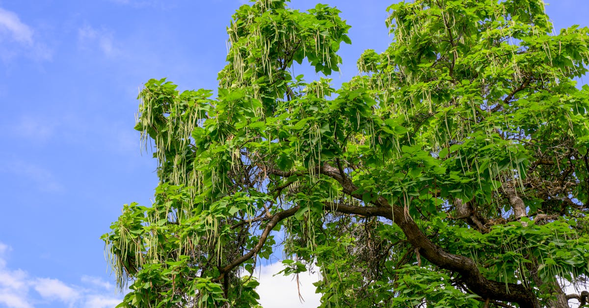 découvrez le catalpa, un arbre majestueux aux magnifiques fleurs blanches et jaunes. apprenez tout sur ses caractéristiques, son entretien et ses utilisations en jardinage pour embellir votre espace extérieur.