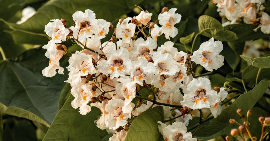 découvrez le catalpa, un arbre majestueux aux grandes feuilles vertes et aux magnifiques fleurs blanches. apprenez ses caractéristiques, son entretien et ses usages dans votre jardin. idéal pour ajouter une touche d'élégance et d'ombre à votre espace extérieur.