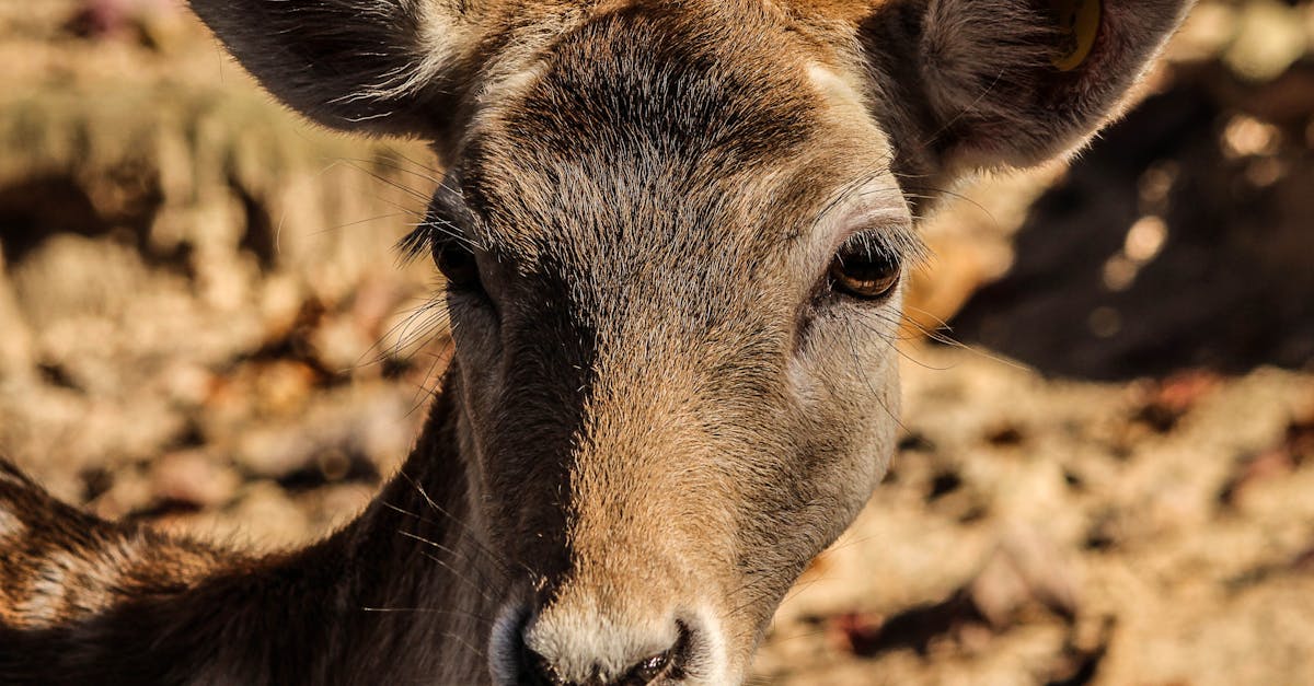 découvrez le monde fascinant de la faune avec notre article sur la doe. apprenez tout sur le comportement, l'habitat et l'importance écologique de cet animal emblématique. parfait pour les passionnés de nature et de biodiversité.