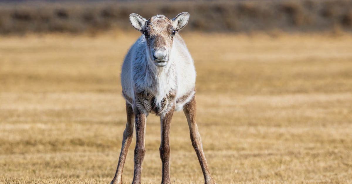 découvrez l'univers fascinant du cerf, cet animal majestueux symbole de la nature. apprenez-en davantage sur ses habitudes, son habitat et son impact sur l'écosystème. plongez dans la beauté de la faune avec notre article dédié à cet animal emblématique.