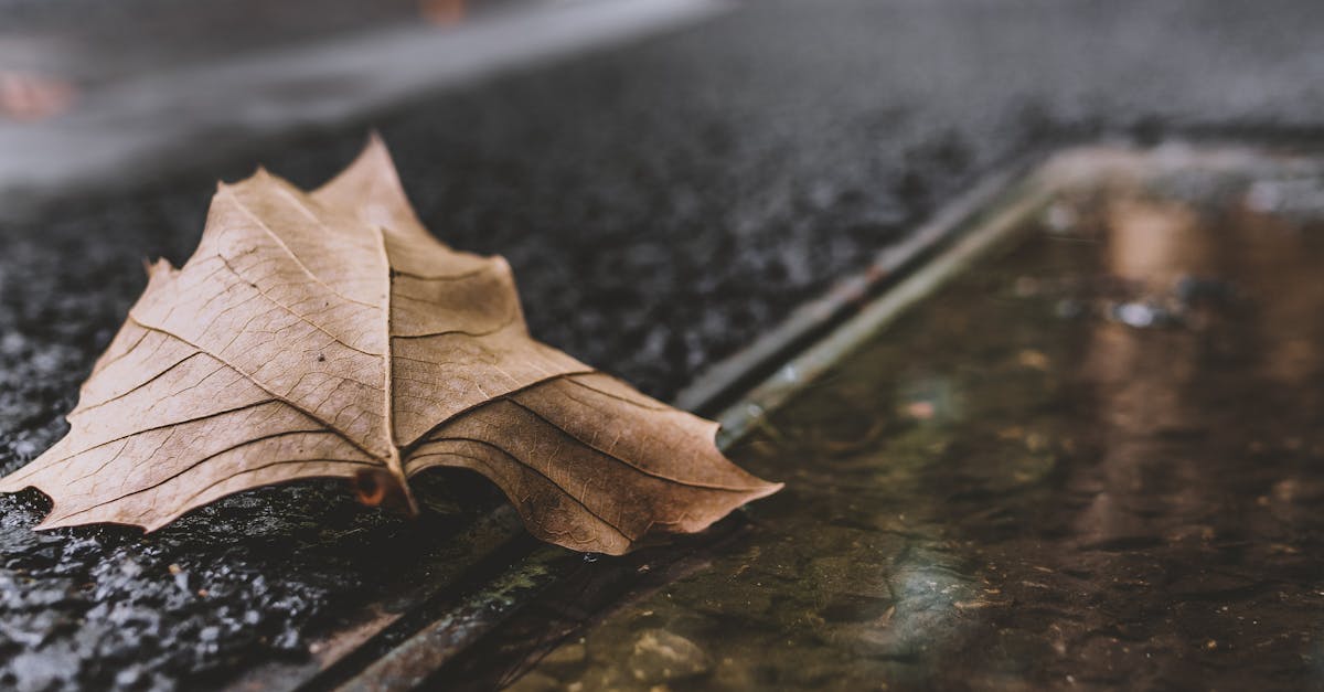 découvrez tout sur les drains : leurs types, fonctions et conseils d'installation pour assurer une évacuation efficace des eaux pluviales et des eaux usées dans votre maison ou jardin.