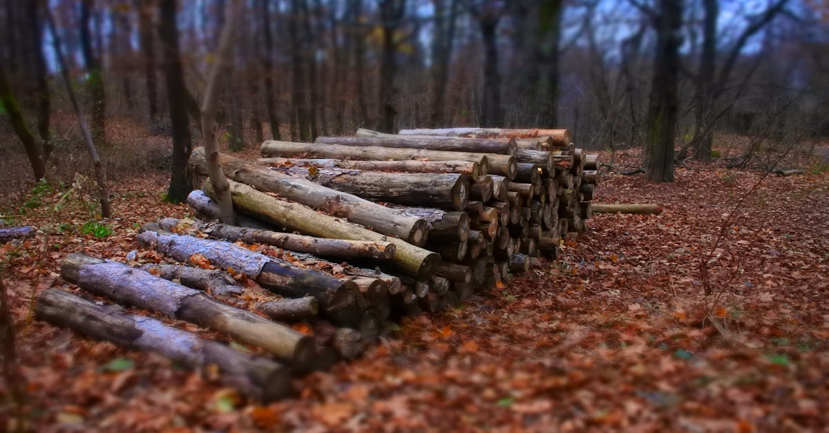 découvrez notre sélection de bois de chauffage de haute qualité, parfait pour réchauffer votre foyer et créer une ambiance chaleureuse. profitez d'une combustion efficace et d'un approvisionnement durable, idéal pour vos besoins de chauffage ou vos soirées au coin du feu.