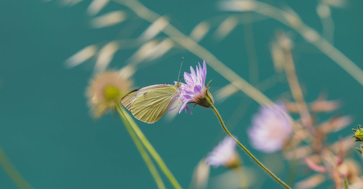 découvrez des stratégies efficaces pour maximiser l'espace de votre jardin grâce à l'optimisation. apprenez à choisir les meilleures plantes, à aménager votre espace de manière harmonieuse et à tirer le meilleur parti de votre environnement extérieur.