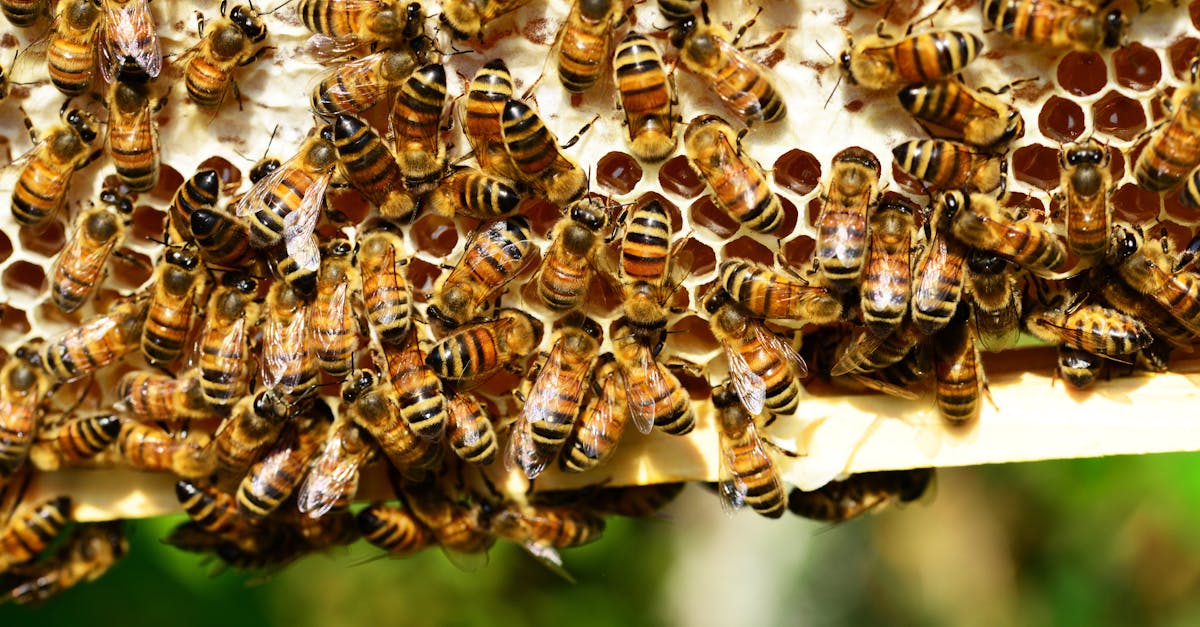 découvrez les larves de moustiques, leur biologie, leur habitat et leur rôle dans l'écosystème. apprenez comment les contrôler et protéger votre environnement des nuisibles en comprenant leur cycle de vie.