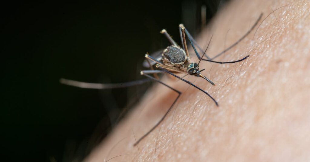 découvrez tout sur les larves de moustiques : leur cycle de vie, leur habitat et leur impact sur l'écosystème. apprenez comment contrôler leur population et protéger votre espace de vie des nuisibles.