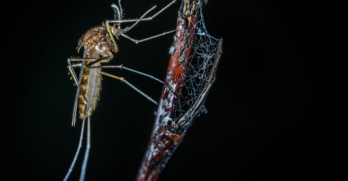 découvrez tout ce que vous devez savoir sur les larves de moustiques : leur cycle de vie, leur habitat et comment les contrôler efficacement. informez-vous sur leur impact sur l'environnement et les méthodes naturelles pour prévenir leur prolifération.
