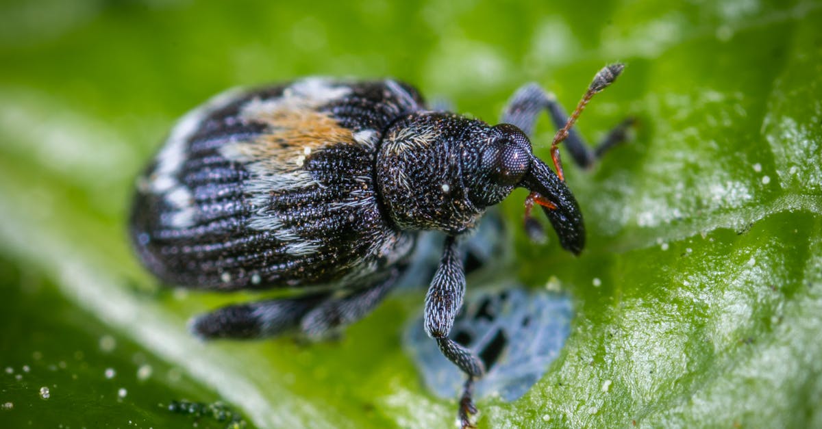 découvrez tout sur les larves de moustiques : leur cycle de vie, leur habitat, et leur impact sur l'écosystème. apprenez comment les contrôler et les prévenir dans votre environnement pour protéger votre santé et celle de votre famille.