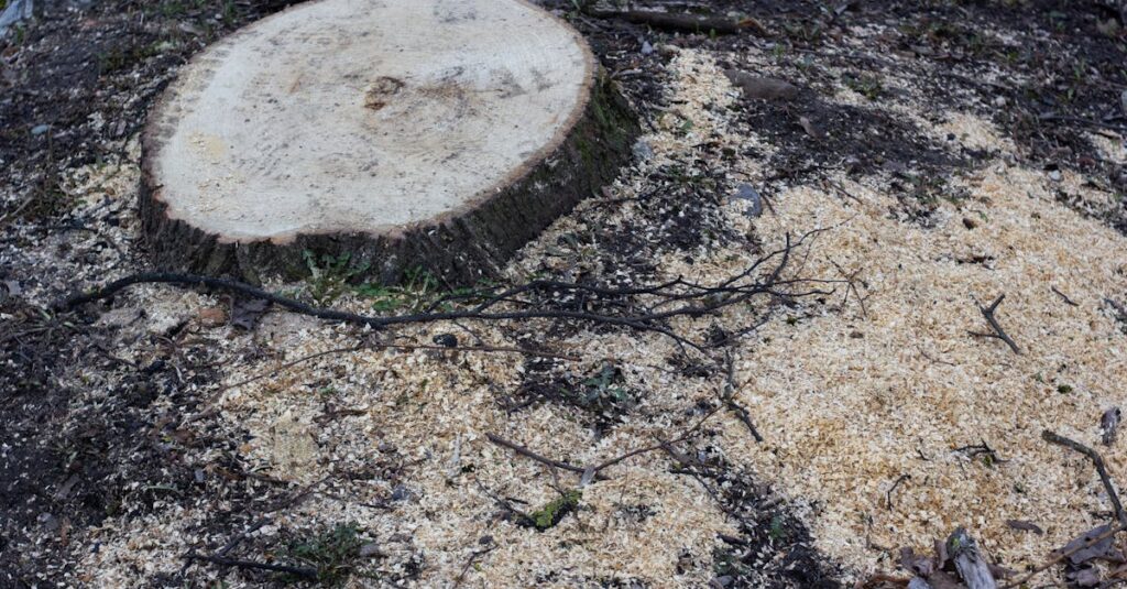 découvrez nos services professionnels d'enlèvement d'arbres pour assurer la sécurité de votre propriété. nous sommes spécialisés dans l'abattage d'arbres, le débroussaillage et le nettoyage, tout en respectant l'environnement. contactez-nous pour un devis gratuit !