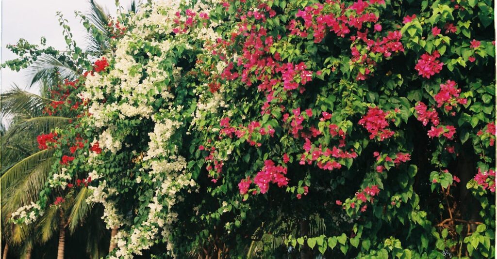 découvrez les techniques efficaces pour réussir la bouture de bougainvilliers et embellir votre jardin avec ces magnifiques plantes colorées. suivez nos conseils pour obtenir des coupes saines et vigoureuses.