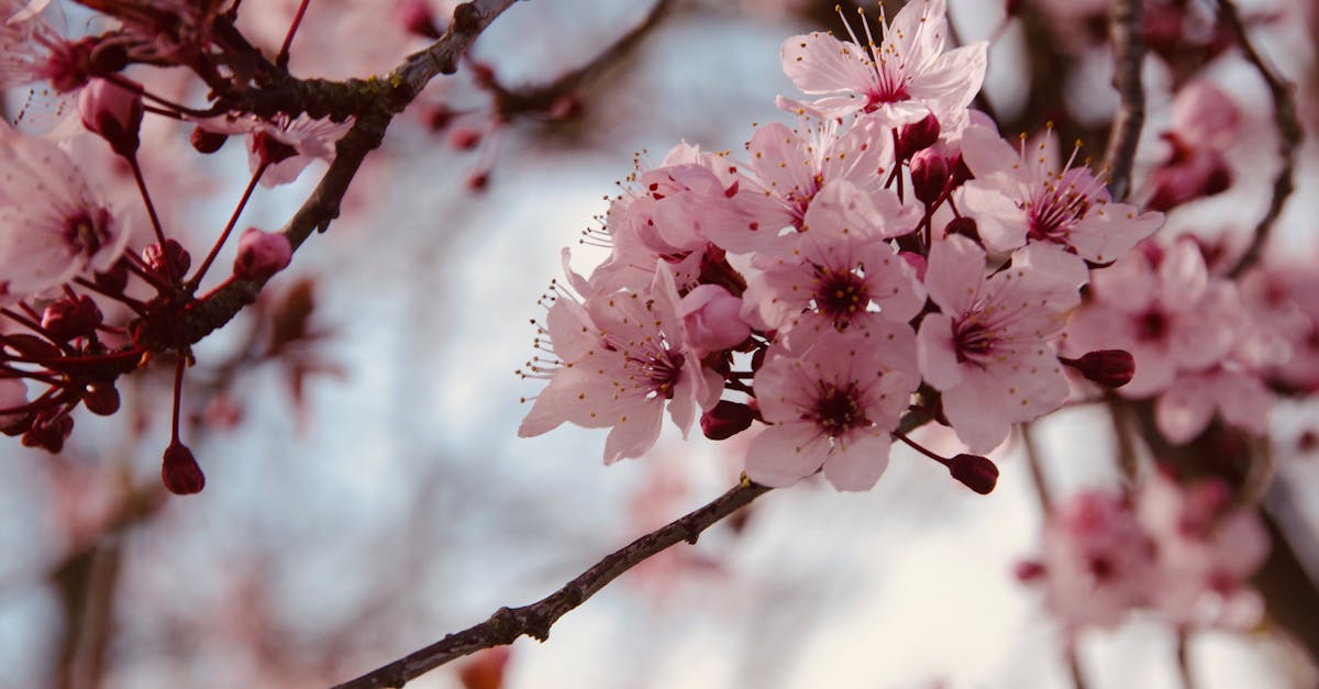 découvrez les meilleures techniques pour tailler les cerisiers et favoriser leur croissance. apprenez quand et comment effectuer la taille pour obtenir de magnifiques fleurs et fruits succulents. optimisez la santé de votre cerisier grâce à nos conseils pratiques et professionnels.