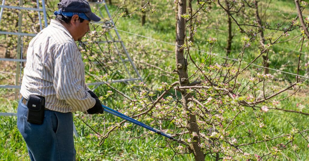 découvrez les meilleures techniques pour tailler vos cerisiers avec succès. apprenez à favoriser la santé de vos arbres, à optimiser leur production de fruits et à améliorer leur esthétique grâce à nos conseils de taille adaptés à chaque saison.