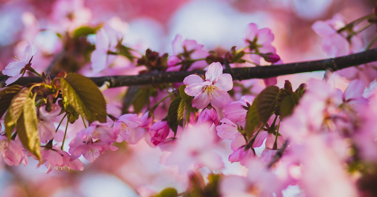 découvrez les meilleures techniques de taille des cerisiers pour favoriser une croissance saine et une floraison abondante. apprenez quand et comment tailler vos cerisiers pour optimiser leur rendement et préserver leur santé.