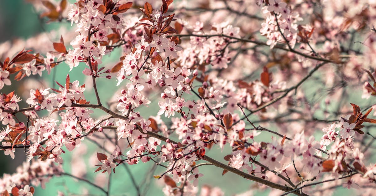 découvrez tout ce qu'il faut savoir sur la taille des cerisiers : techniques, conseils pratiques et astuces pour maximiser la production de fruits tout en préservant la santé de votre arbre. apprenez à entretenir votre cerisier pour une floraison éclatante et une récolte abondante.