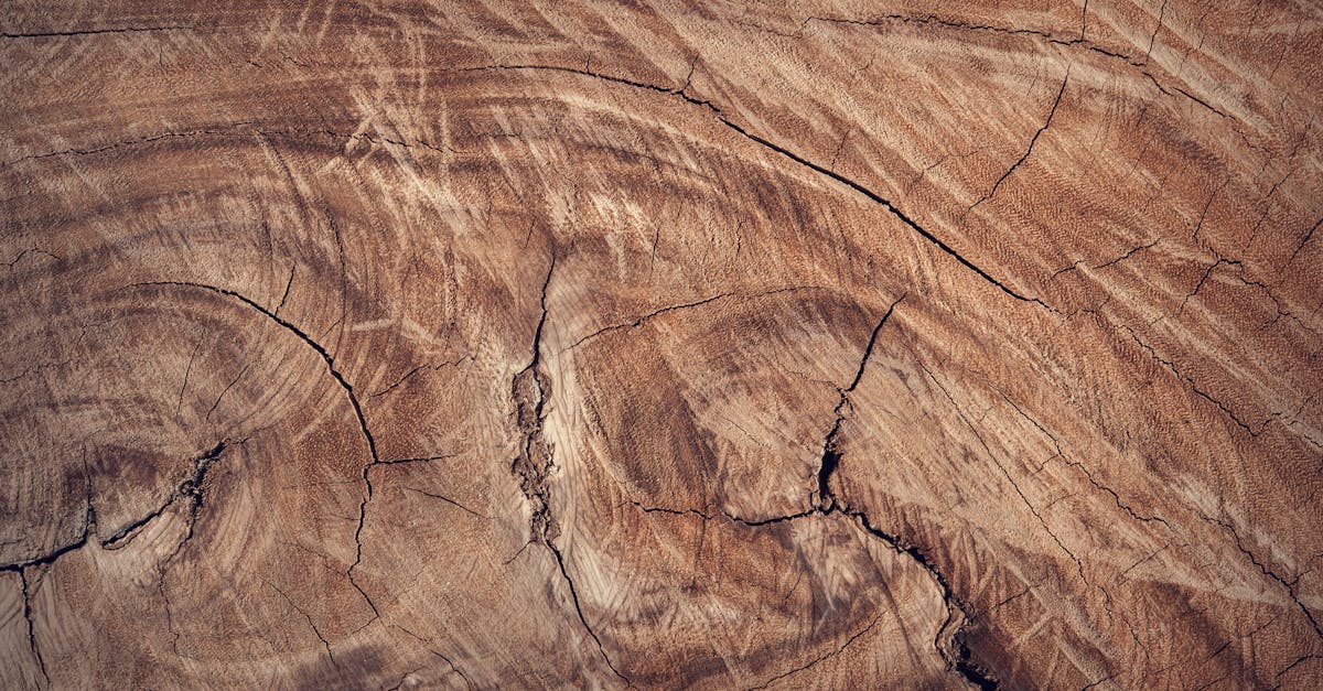 découvrez le parquet en liège, une solution écologique et esthétique pour vos intérieurs. durable, confortable et facile à entretenir, le revêtement en liège apporte chaleur et style à chaque pièce de votre maison.