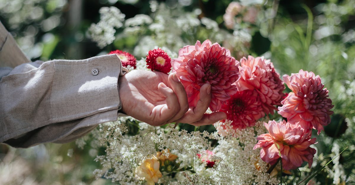 découvrez l'univers coloré des dahlias, ces magnifiques fleurs en pleine floraison. de leur entretien à leur plantation, explorez les différentes variétés et apprenez à sublimer votre jardin avec ces joyaux de la nature.