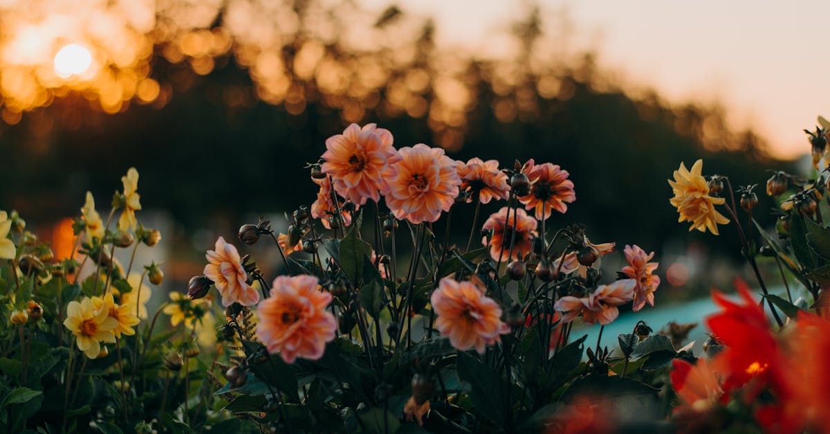 découvrez l'univers des dahlias, ces fleurs magnifiques aux couleurs éclatantes et aux formes variées. apprenez à les cultiver, à choisir les meilleures variétés pour votre jardin et à profiter de leur beauté tout au long de l'été.