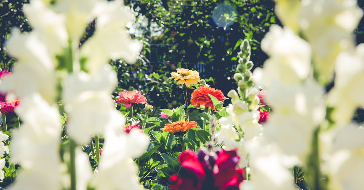découvrez le monde fascinant du jardinage ! apprenez des astuces et techniques pour cultiver vos plantes, optimiser votre potager et embellir votre espace extérieur. que vous soyez débutant ou expert, trouvez des conseils pour transformer votre jardin en un véritable havre de paix.