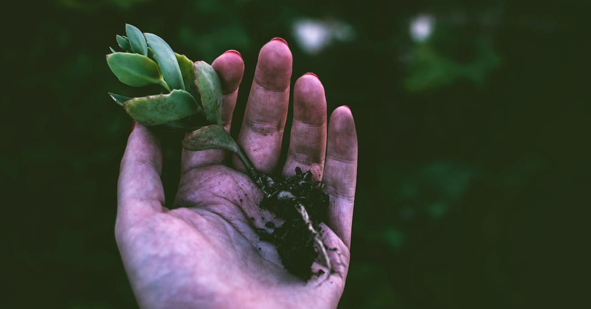 découvrez l'art du jardinage : conseils pratiques, astuces pour cultiver vos plantes préférées et transformer votre extérieur en un havre de paix. que vous soyez débutant ou jardinier expérimenté, trouvez l'inspiration et les techniques indispensables pour réussir votre jardin.