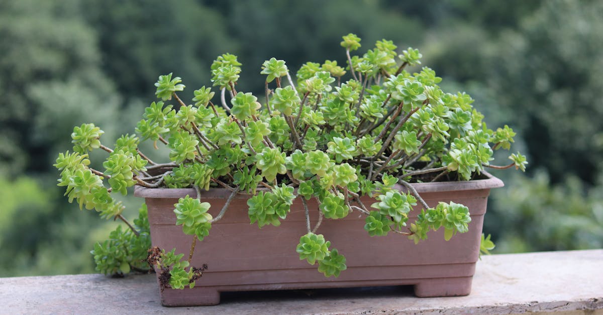 découvrez l'importance de la scarification du gazon pour un jardin en pleine santé. apprenez comment cette technique revitalise votre pelouse en éliminant la mousse, le feutre et en améliorant la circulation d'air et les nutriments. transformez votre espace vert dès maintenant!