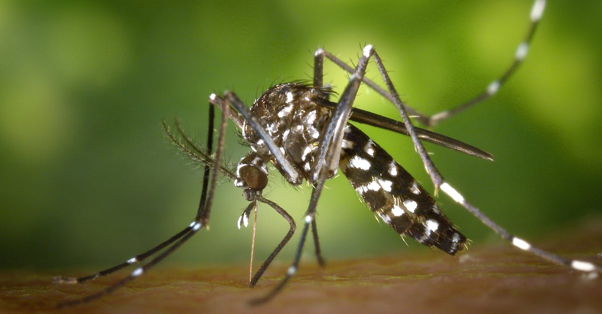 découvrez notre gamme de répulsifs anti-moustiques efficaces pour profiter de vos soirées en plein air sans être dérangé. protégez-vous et votre famille des piqûres de moustiques grâce à des solutions naturelles et chimiques adaptées à tous vos besoins.