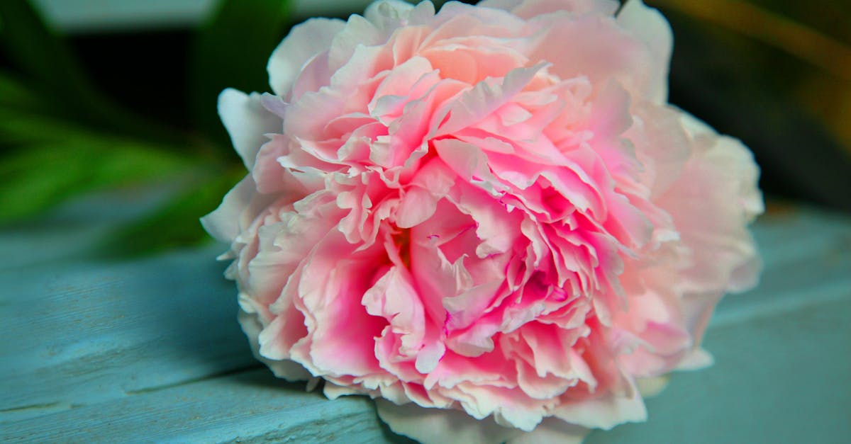 découvrez la beauté envoûtante des pêchers, des fleurs emblématiques symbole de richesse et d'amour. explorez leurs couleurs éclatantes, leur parfum délicat et apprenez à les cultiver pour embellir votre jardin.