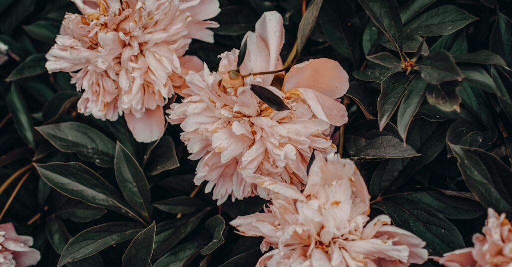 découvrez la beauté envoûtante des pivoines : des fleurs délicates aux couleurs éclatantes qui apportent une touche de fraîcheur à vos jardins et bouquets. apprenez à les cultiver et à les entretenir pour profiter de leur splendeur pendant des mois.