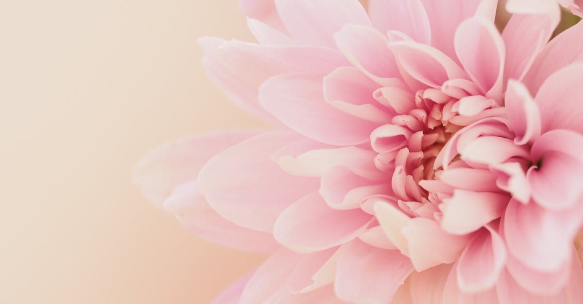 découvrez l'univers enchanteur des pivoines, ces fleurs majestueuses aux couleurs éclatantes et aux parfums envoûtants. apprenez tout sur leur culture, leurs variétés et des conseils d'entretien pour embellir vos jardins.