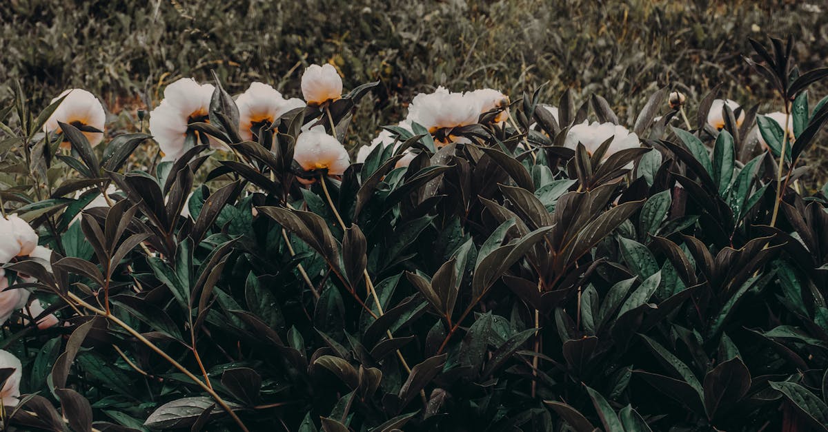 découvrez l'élégance des pivoines, des fleurs majestueuses qui ajoutent une touche de romantisme et de couleur à votre jardin. apprenez à les cultiver, à les entretenir et à profiter de leur beauté éphémère.