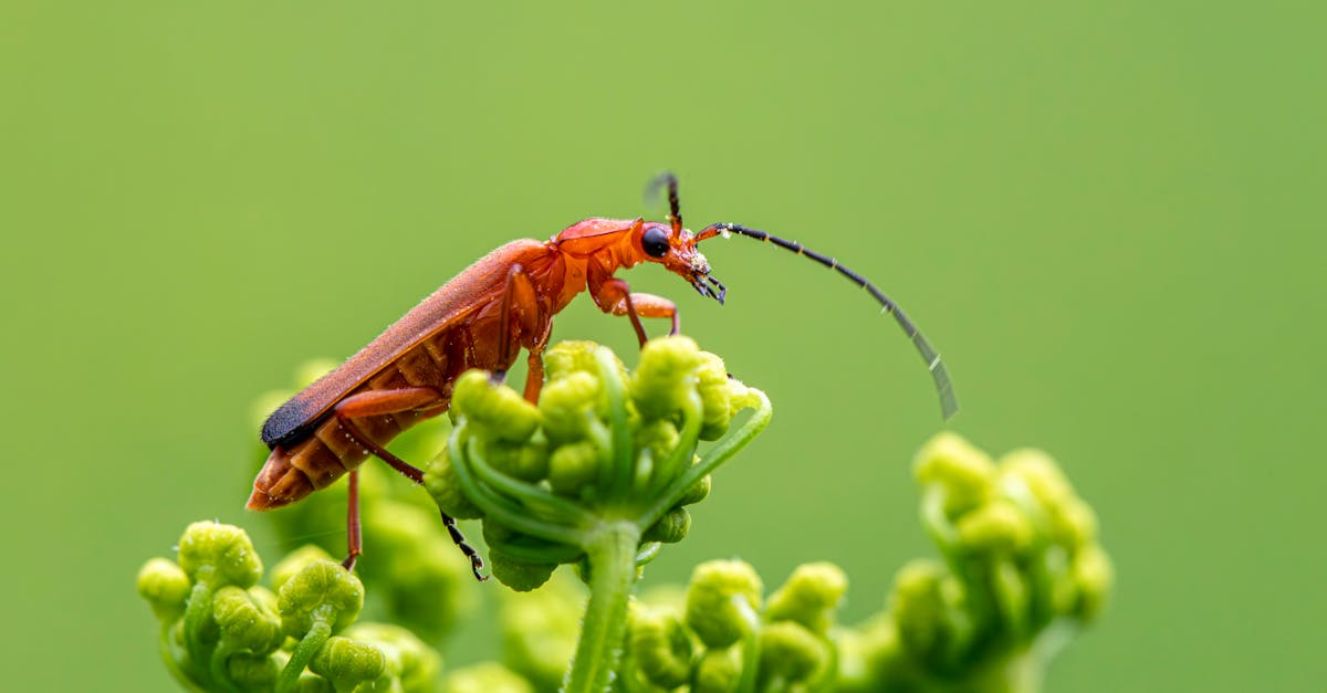 découvrez nos solutions efficaces de lutte antiparasitaire pour protéger votre maison et votre jardin. notre équipe d'experts vous aide à éliminer les nuisibles en toute sécurité et durablement. demandez votre devis dès maintenant !