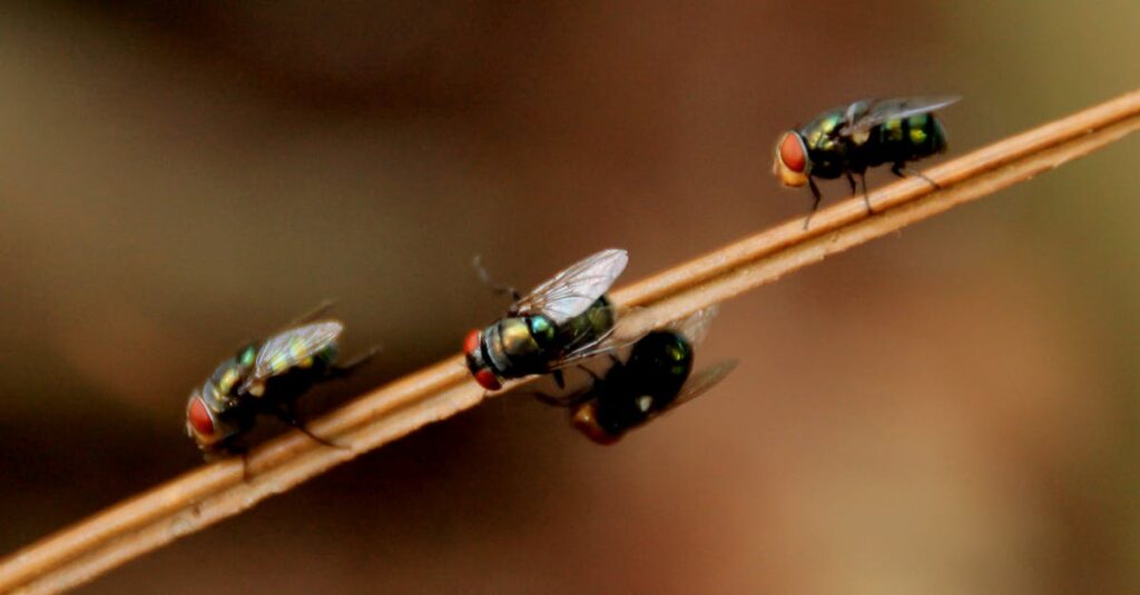 découvrez nos services de lutte contre les nuisibles pour protéger votre espace de vie. notre équipe d'experts en contrôle des parasites offre des solutions efficaces et sûres pour éliminer les insectes, rongeurs et autres nuisibles. contactez-nous dès aujourd'hui pour un diagnostic personnalisé et une intervention rapide!