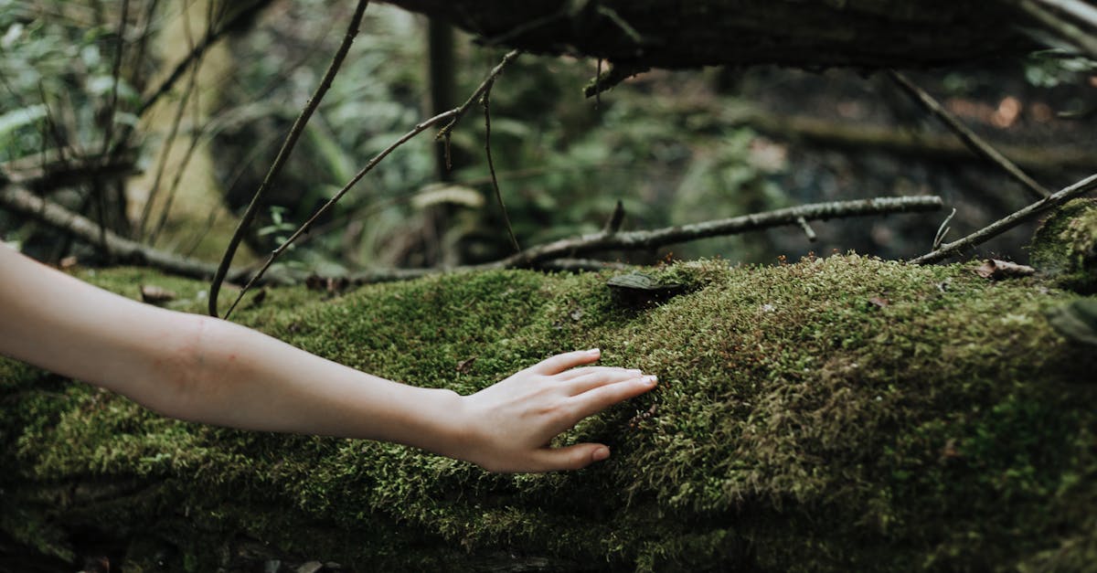 découvrez l'élégance et l'authenticité du chêne blanchis à la chaux, une finition naturelle qui sublime les troncs d'arbre. apportez une touche rustique et moderne à votre intérieur avec cette technique de décoration tendance.