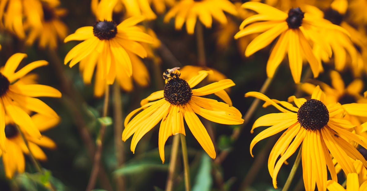 découvrez la black-eyed susan, une fleur lumineuse aux pétales jaunes éclatants et au cœur sombre, idéale pour égayer les jardins. apprenez son origine, ses conseils de culture et sa signification symbolique.