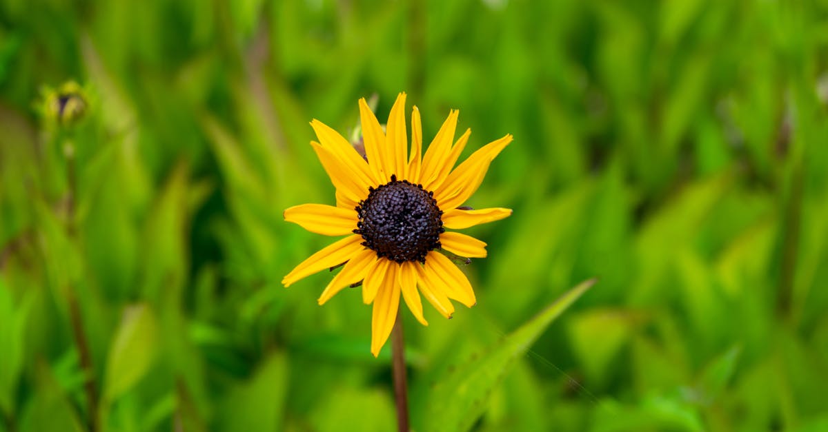 découvrez la black-eyed susan, une fleur éclatante aux pétales jaunes et au cœur sombre, idéale pour égayer votre jardin et attirer les pollinisateurs. conseils de culture, entretien et utilisations décoratives.