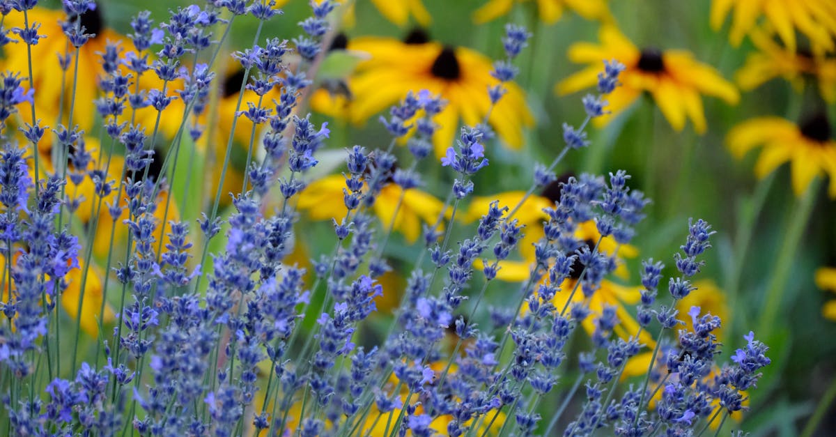 découvrez tout sur la black-eyed susan, une jolie fleur jaune aux pétales éclatants et au cœur sombre, idéale pour illuminer votre jardin et attirer les pollinisateurs.