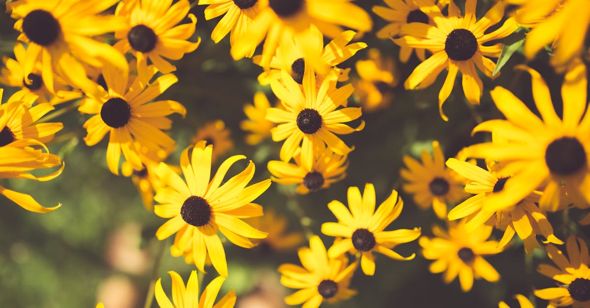 découvrez la black-eyed susan, une fleur éclatante jaune à centre foncé, idéale pour illuminer jardins et massifs. conseils de culture, plantation et bienfaits de cette plante vivace résistante.
