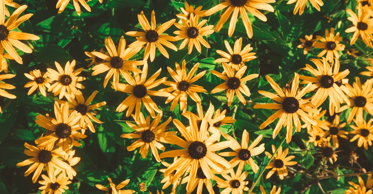 découvrez la black-eyed susan, une fleur éclatante aux pétales jaunes et au cœur sombre, parfaite pour illuminer jardins et massifs. conseils de culture, entretien et significations de cette plante robuste et décorative.