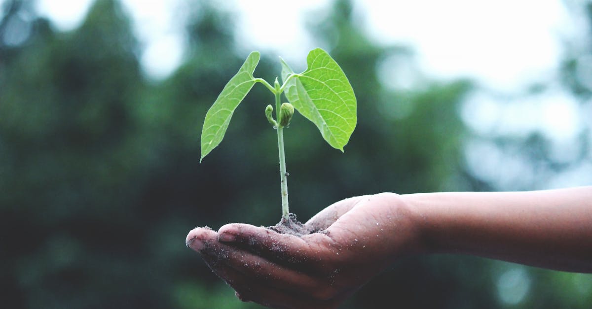 découvrez des conseils pratiques, des astuces et des idées inspirantes pour réussir votre jardinage, que vous soyez débutant ou passionné, et profitez d’un jardin florissant toute l’année.